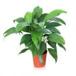 12-of-the-best-plants-for-cleaner-indoor-air2-650×578