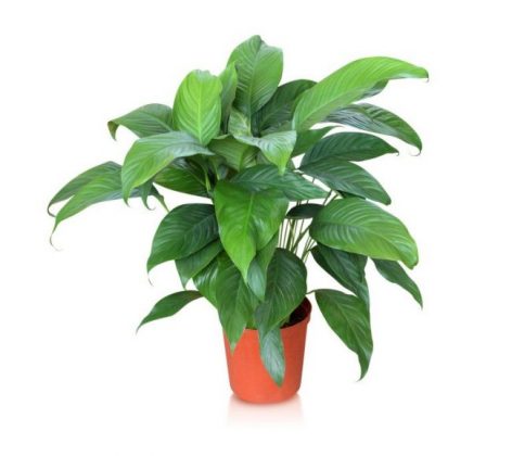 12 Of The Best Plants For Cleaner Indoor Air - Gonutripro