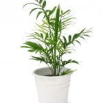 12-of-the-best-plants-for-cleaner-indoor-air3-488×650