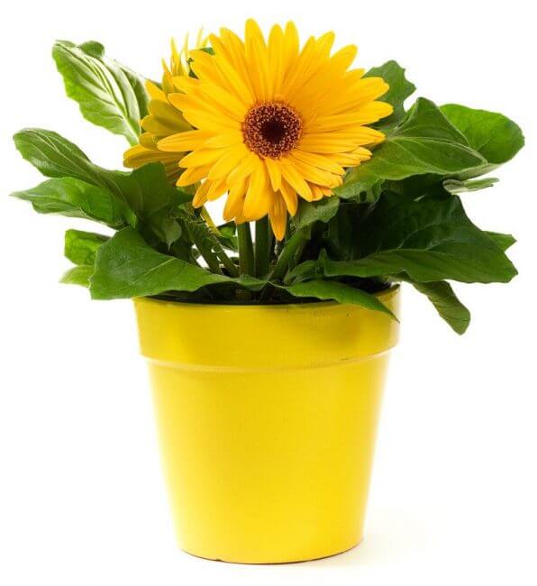 Gerbera Daisy Plants for Cleaner Indoor Air