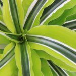 12-of-the-best-plants-for-cleaner-indoor-air7-650×433