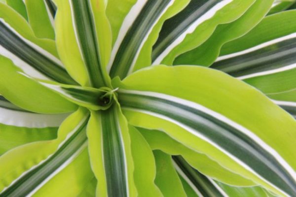 Warneckei (Dracaena plant)