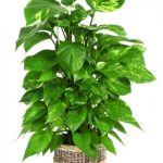 12-of-the-best-plants-for-cleaner-indoor-air8-432×650