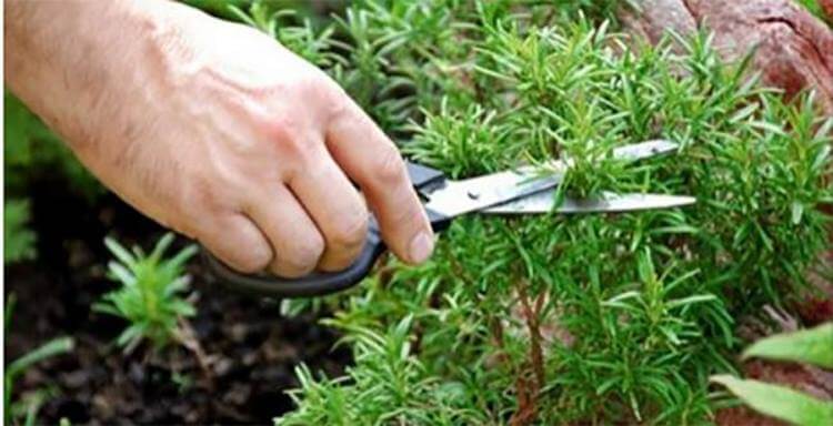 Sniffing Rosemary Can Increase Memory
