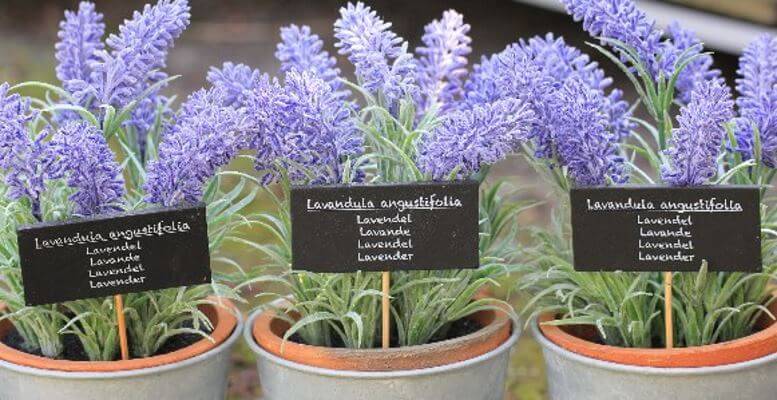 Keep Lavender Plant in Your Bedroom: It Dramatically Improves Sleep, Reduces Anxiety, Depression and Panic Attacks