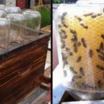this-guy-invented-a-homemade-beehive-to-save-the-bees-and-its-going-viral-800×400